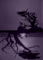 The Soul of the Cypress