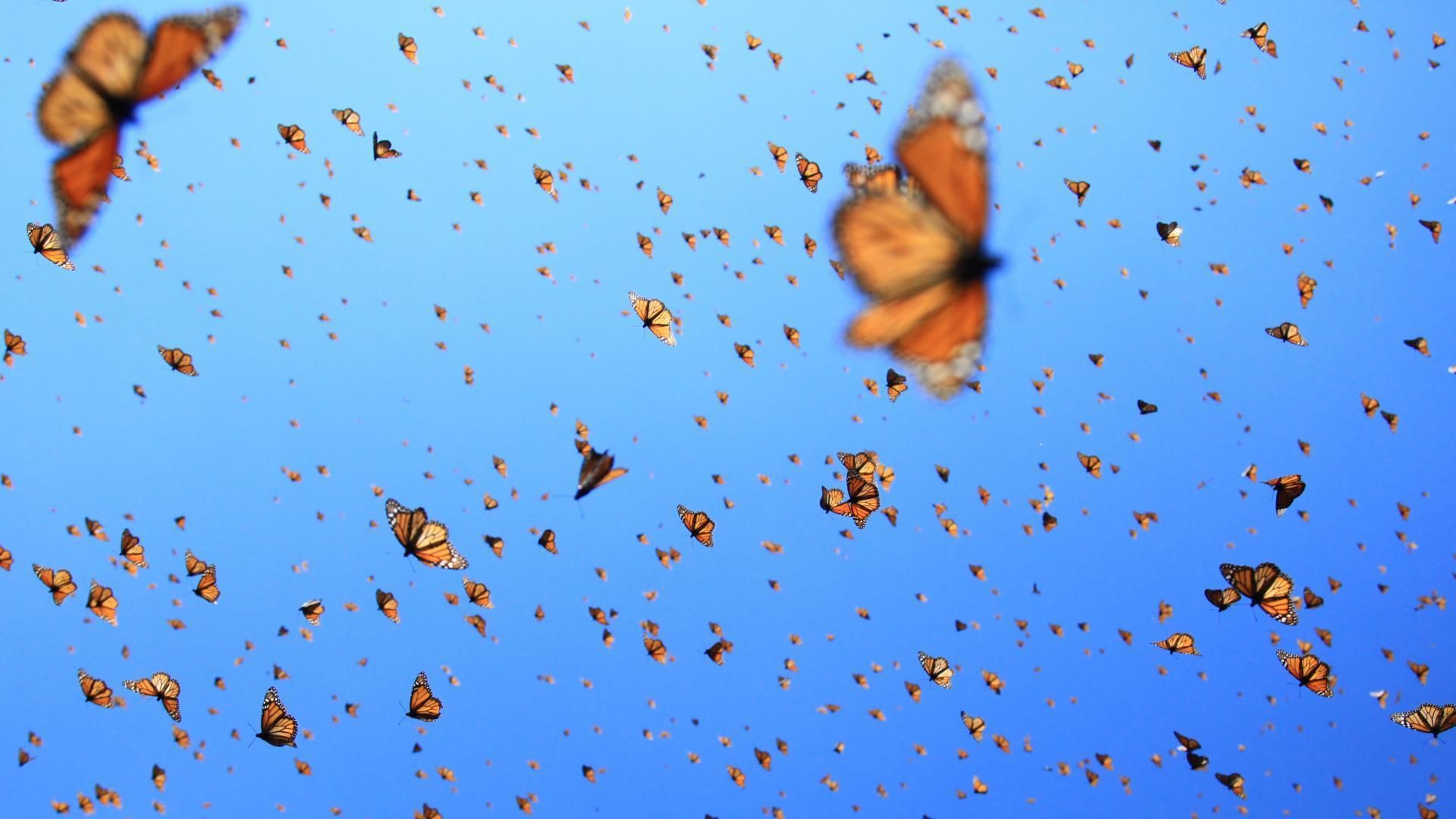 Flight of the Butterflies