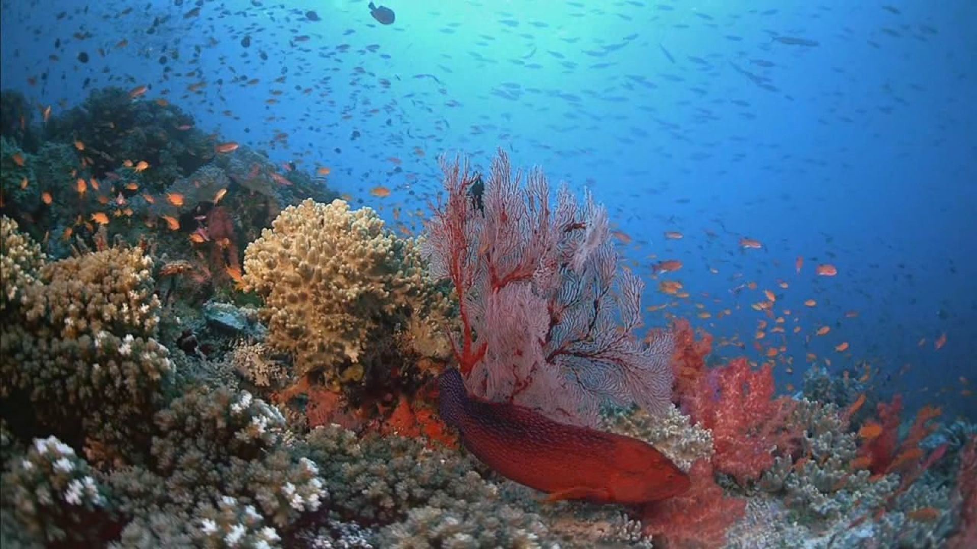 Coral Reef Adventure