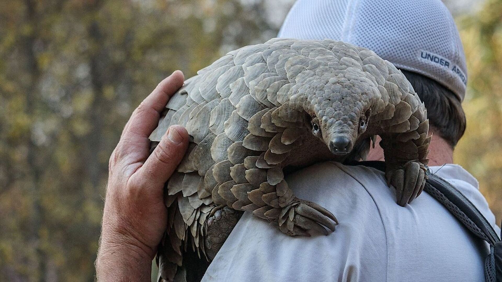 Pangolin: Kulus Journey