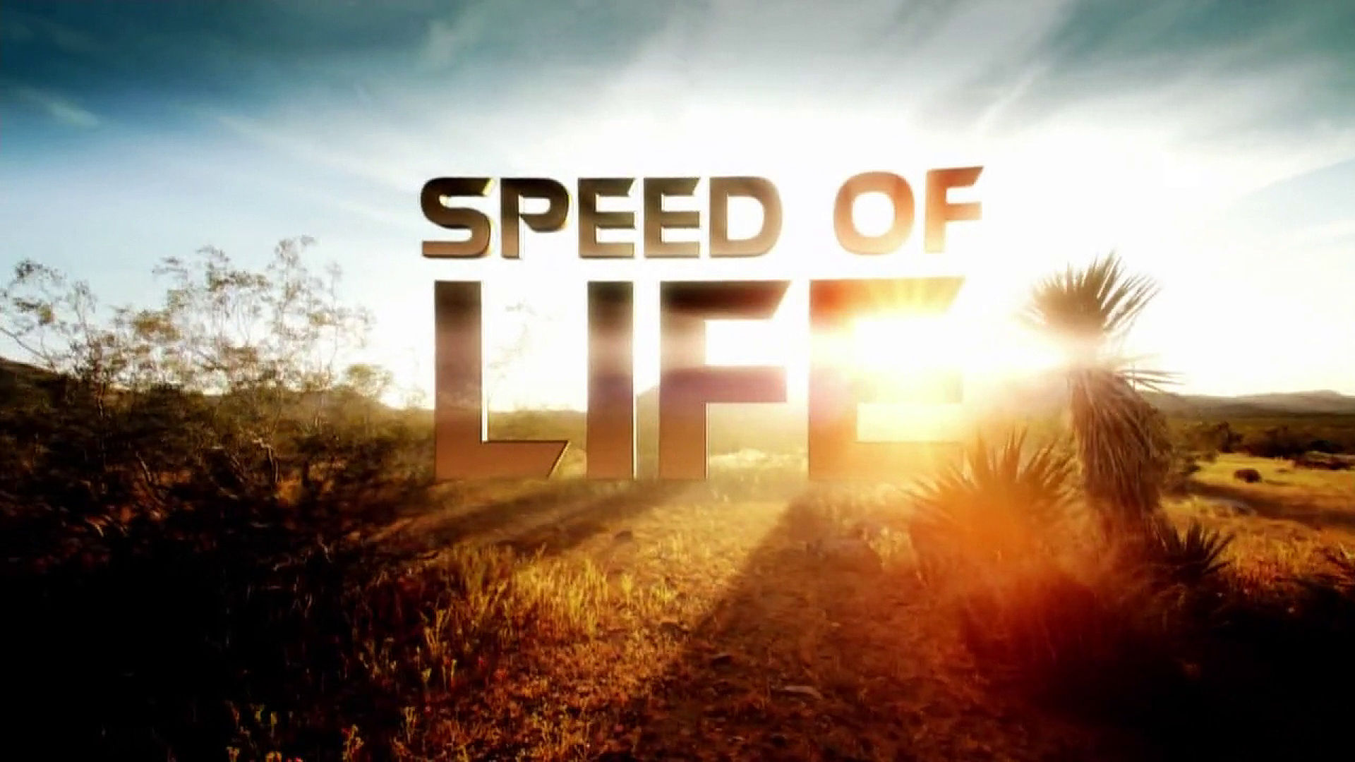 Speed of Life