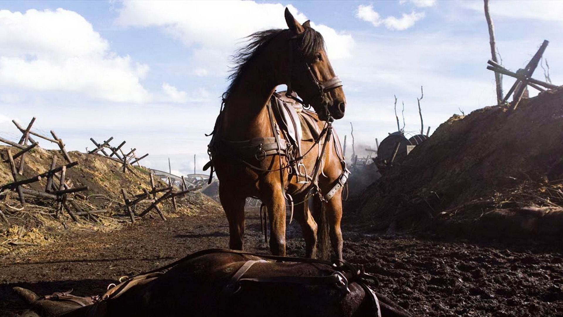 War Horse
