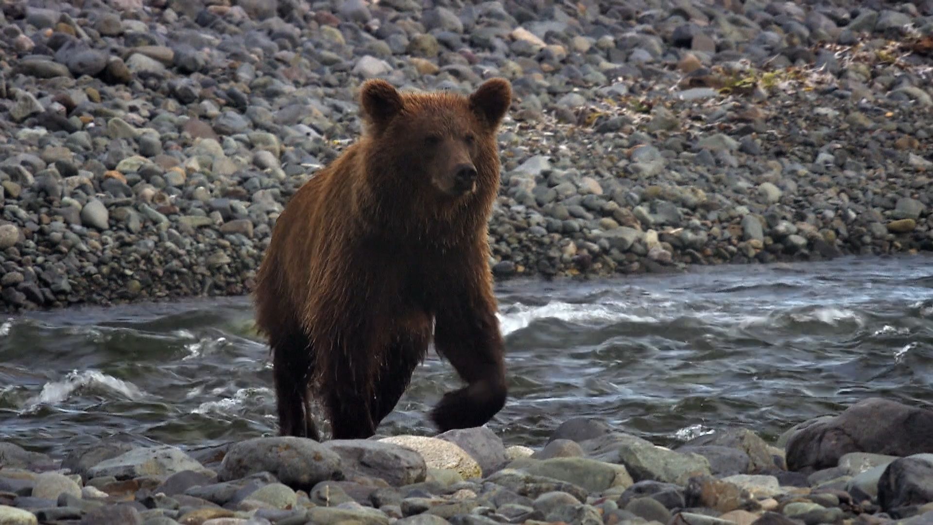 Amur: Asia's Amazon (Amur - Asiens Amazonas: Der ferne Osten)
