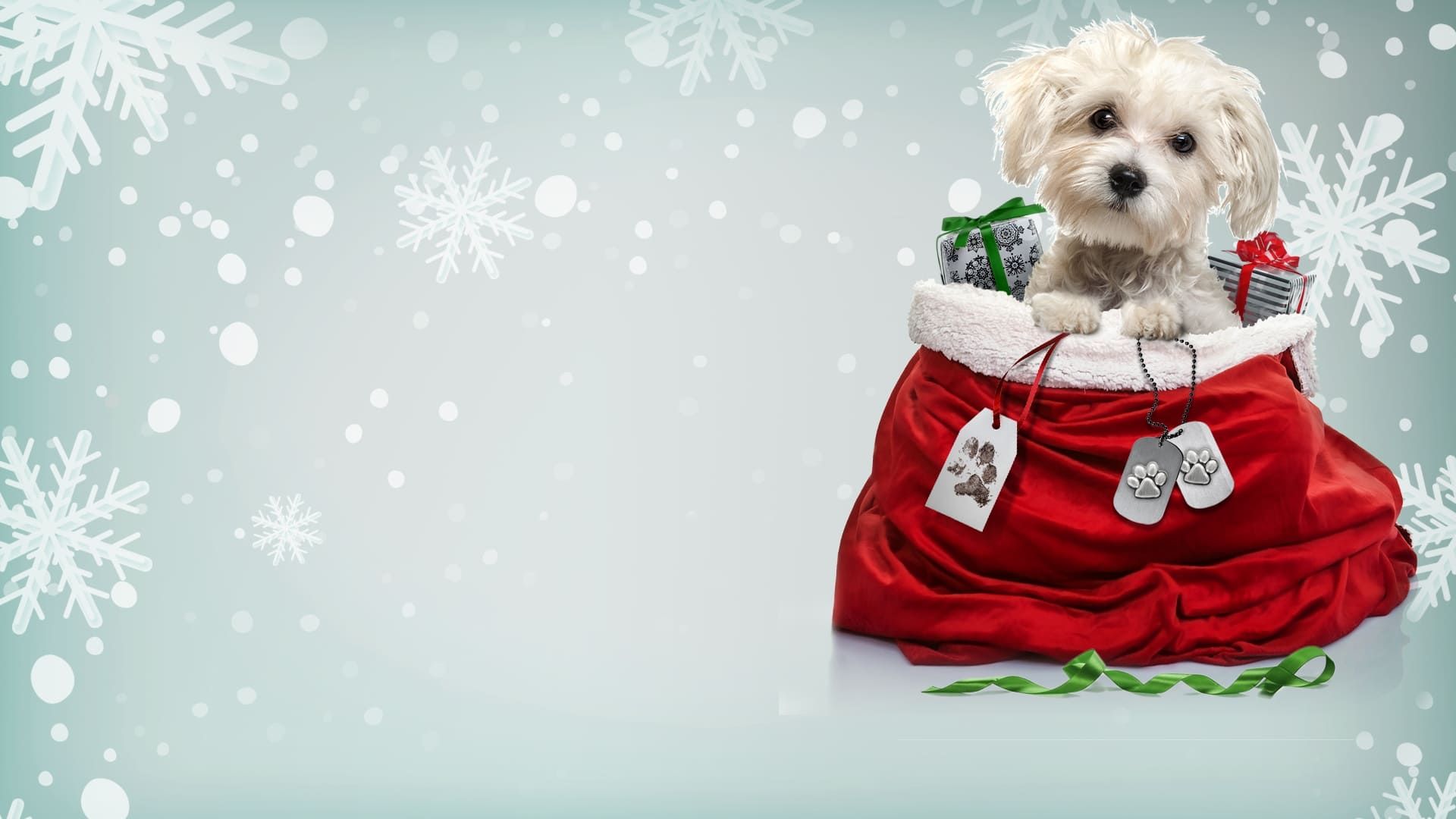 Charlies Christmas Wish