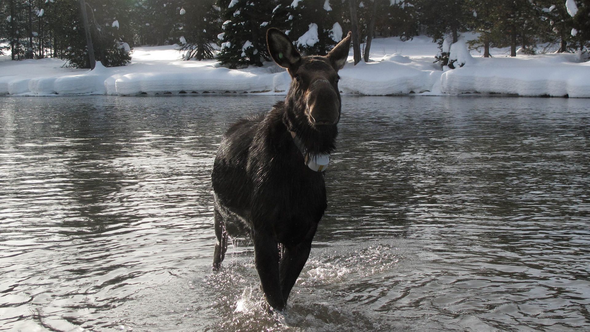 Americas Greatest Animals