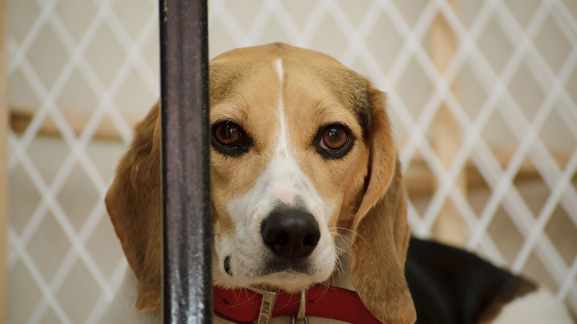 Infiltrada en el búnker