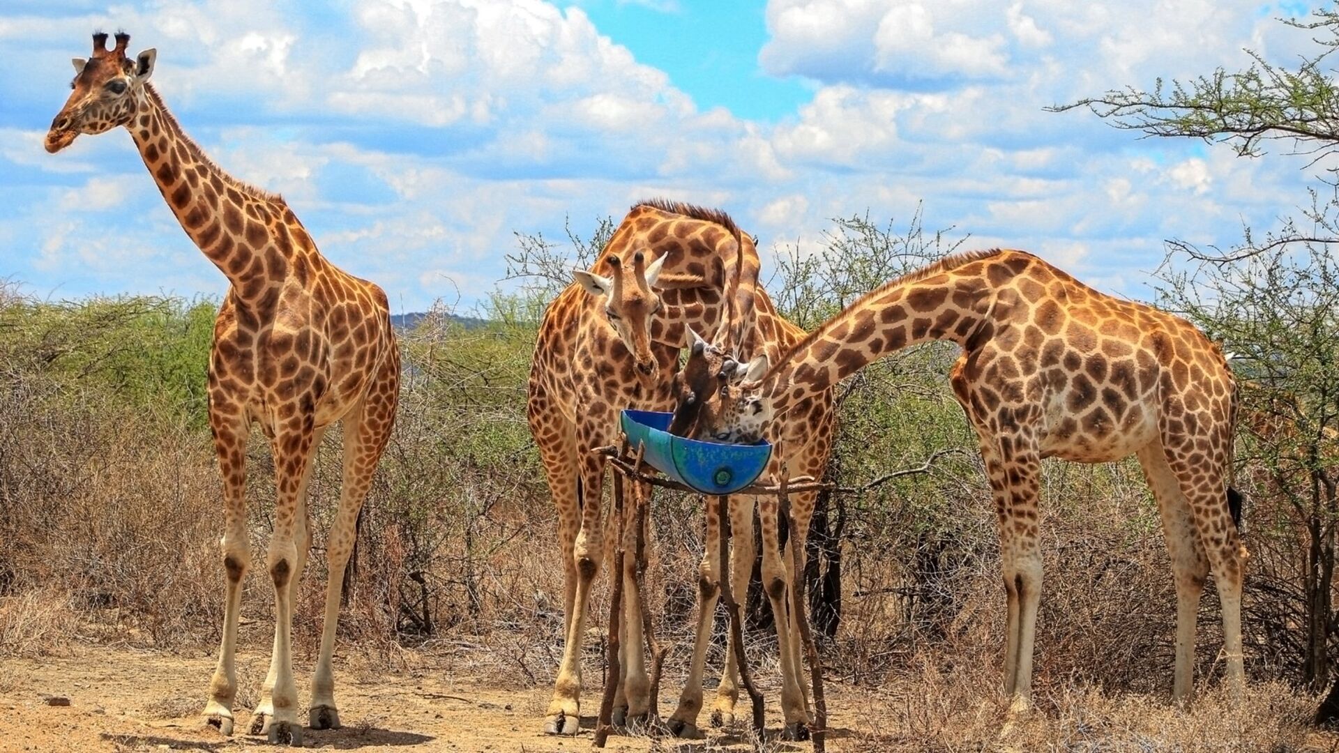 Saving Giraffes: The Long Journey Home