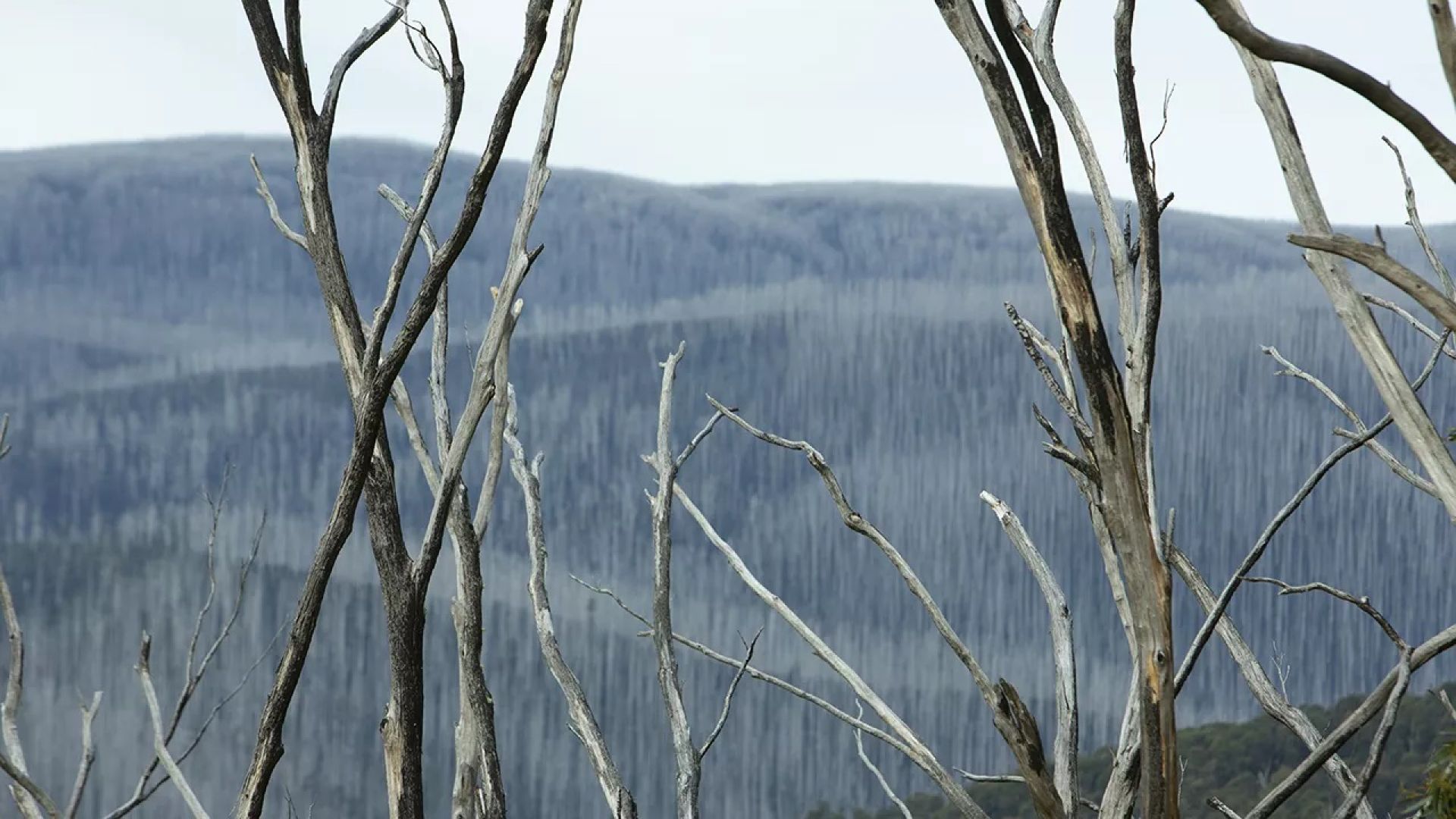 Aftermath: Beyond Black Saturday