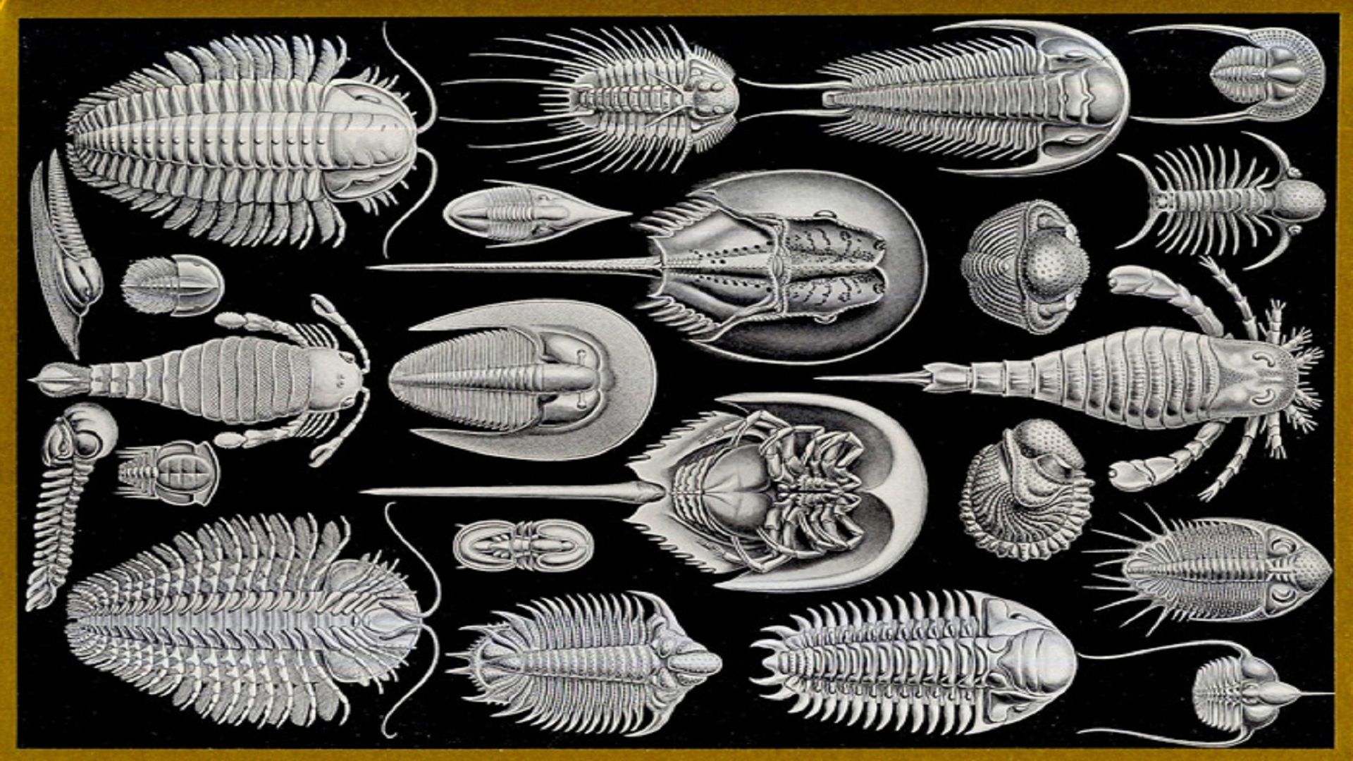 Survivors Natures Indestructible Creatures