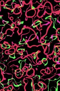 DL2: Disintegration Line #2 (1970)