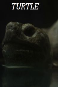 Turtle (2014)