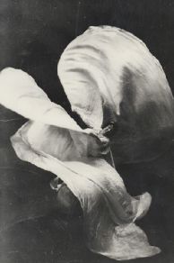 Danse serpentine (1896)