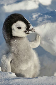 Snow Chick: A Penguin's Tale (2015)