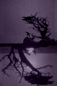 The Soul of the Cypress (1921)