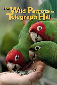 The Wild Parrots of Telegraph Hill (2003)