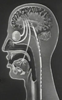 Devo: Mongoloid (Video 1978)