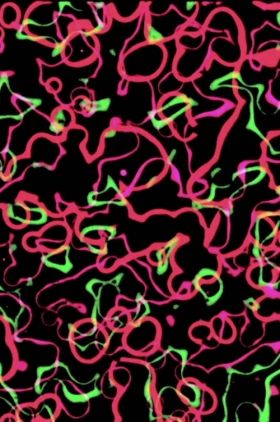 DL2: Disintegration Line #2