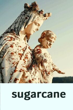 Sugarcane