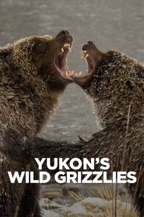 Yukons Wild Grizzlies